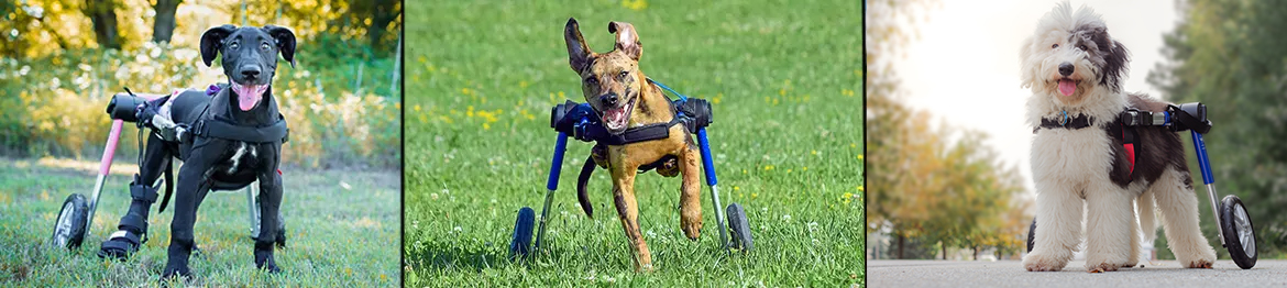 walkin' wheels dog wheelchair