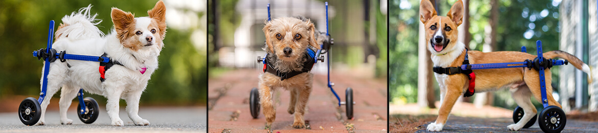 walkin' wheels dog wheelchair for toy dogs