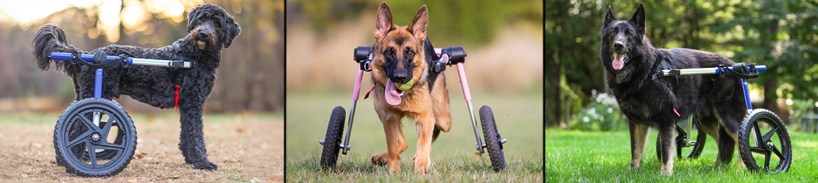 large dog wheelchair